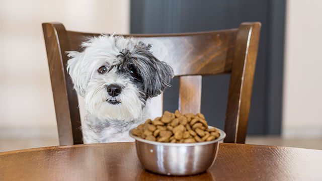 how can you tell if dog food is rancid