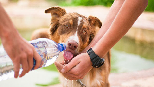 dog hydration