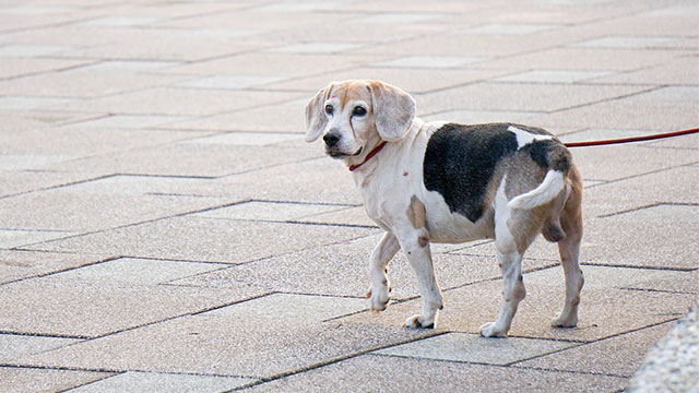 dog exercises