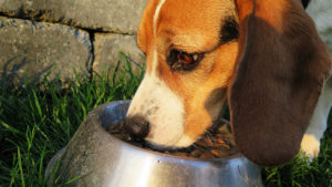 dog food