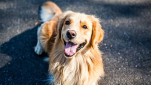 dog breeds