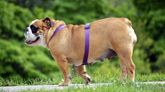 overweight dog