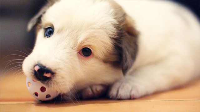 Puppy Biting