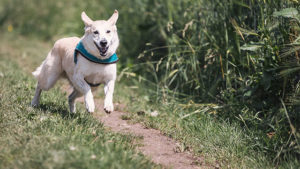 Hiking trails for dogs