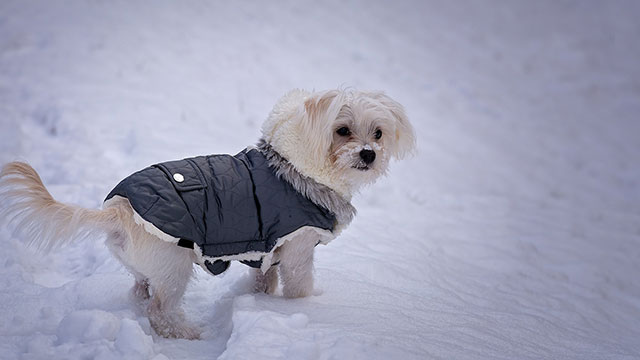 how do you take care of an outdoor dog in the winter