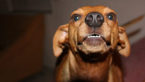 DOg Aggression