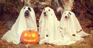 Halloween With Your Dog