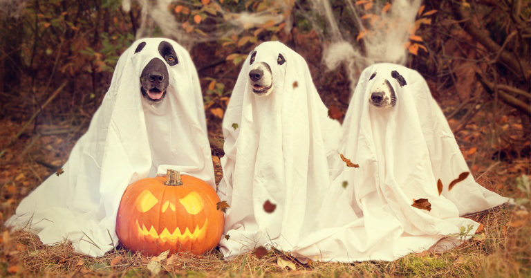 Halloween With Your Dog