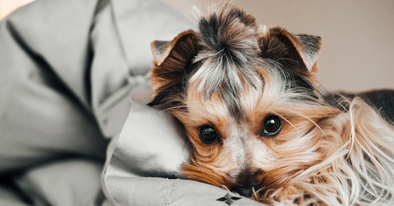 Photos of Your Dog