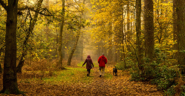Dog walking in New York