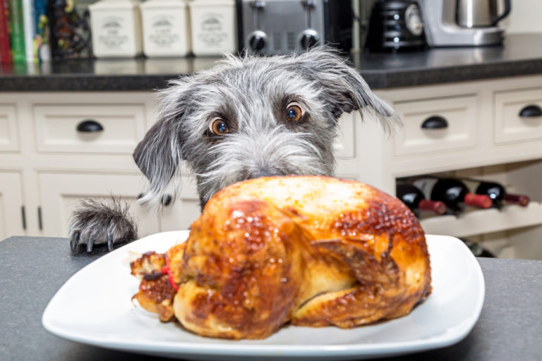 What Thanksgiving Foods Can Dogs Eat