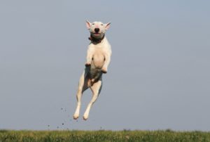 Dog Jumping