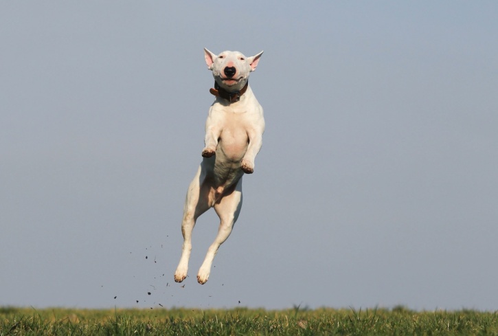 Dog Jumping