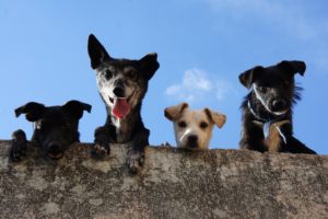 kennel Cough