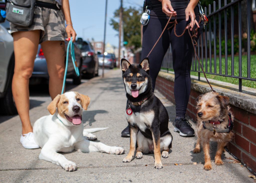 The 1 Dog Walker in Astoria B&W Dog Walker Astoria