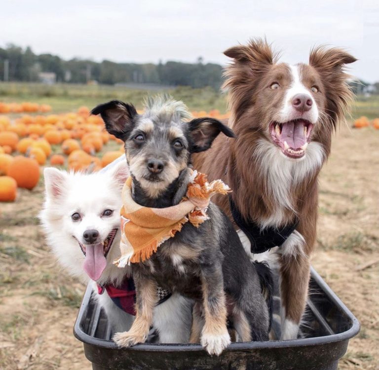 Dog Friendly Pumpkin Patch Near Me