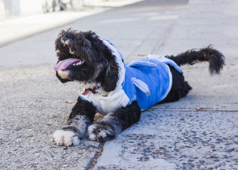 Dog Halloween Costume Contest