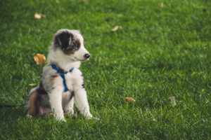 At What Age Can Puppies Go Outside?