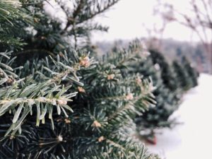 Dog Friendly Christmas Tree Farms