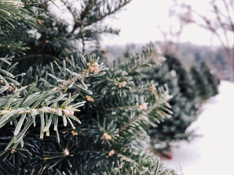 Dog Friendly Christmas Tree Farms