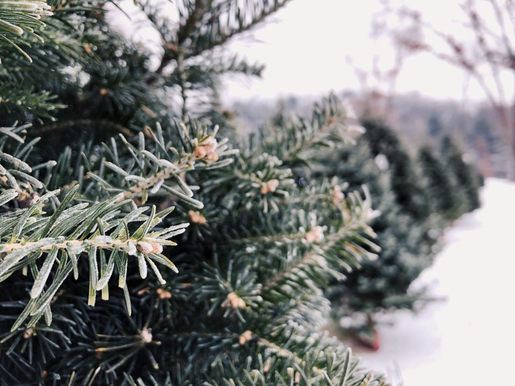 Dog Friendly Christmas Tree Farms near Astoria