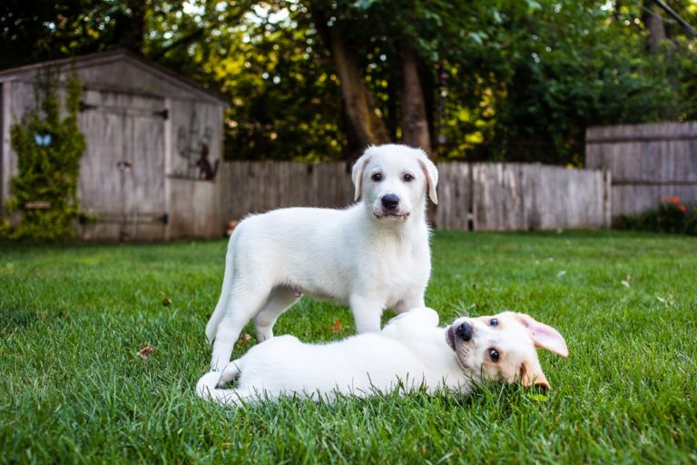 Where to Adopt a Dog in NYC
