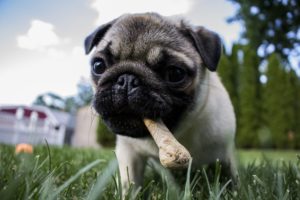 Can Dogs Eat Bones?