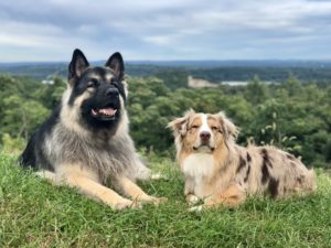 dog friendly winery