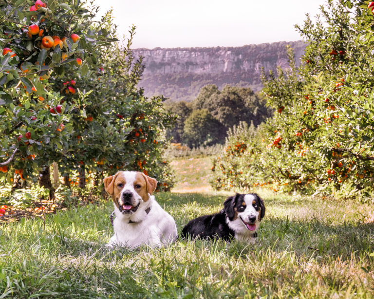 dog Friendly apple picking