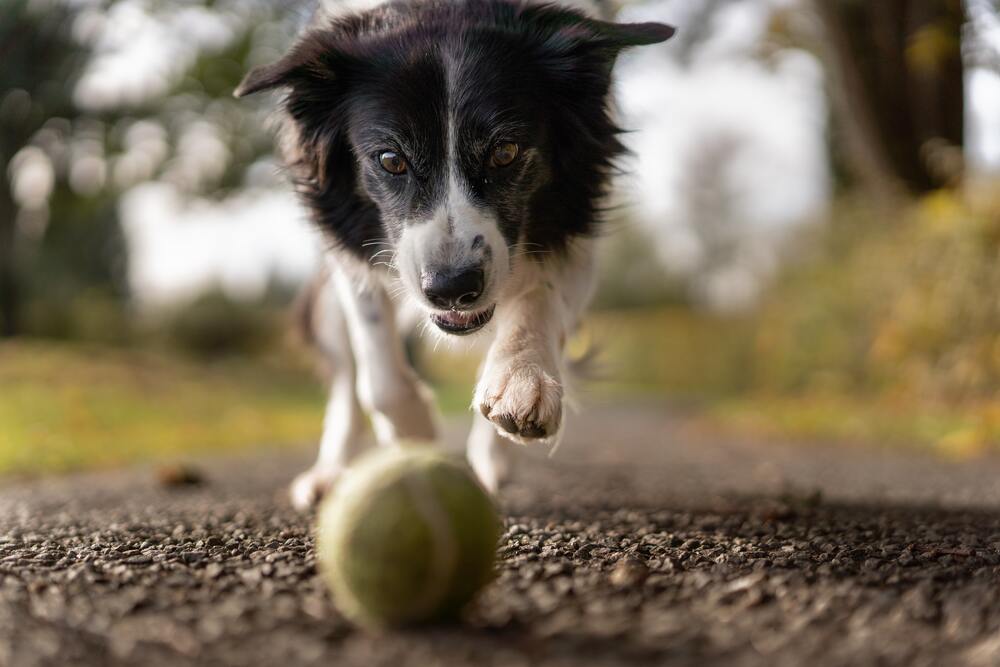 Dog Training Games