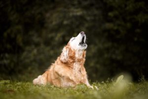 Why do dogs howl?