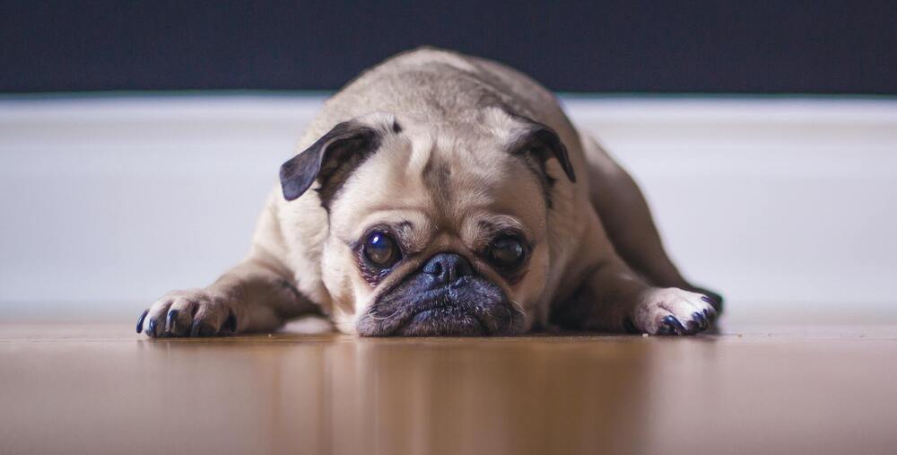 10 Common Dog Behavior Problems