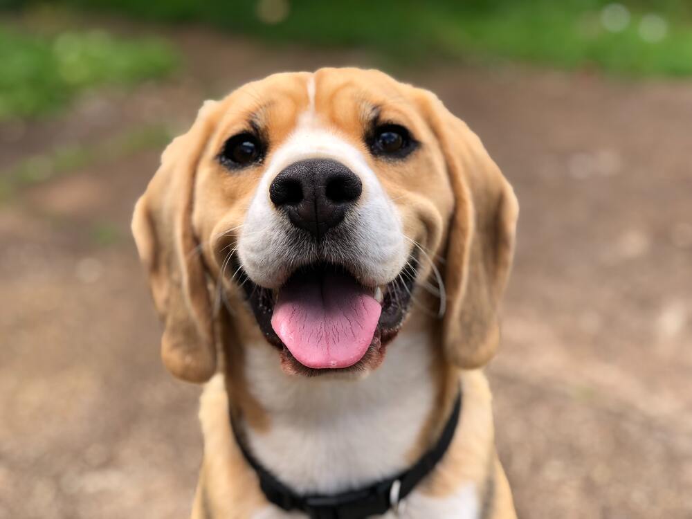 Do Dogs Smile?