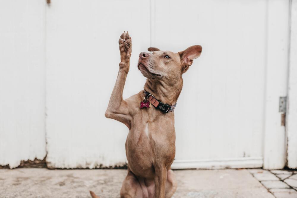 How to Teach Your Dog to Wave?