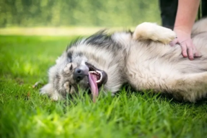 Why Do Dogs Like Belly Rubs?