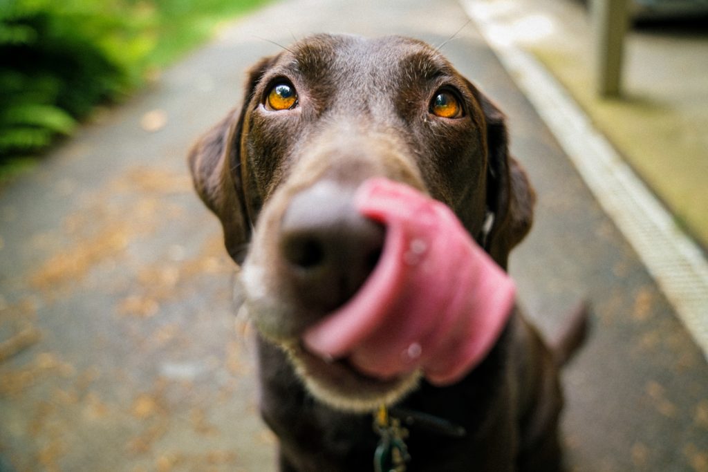 Why do dogs like to lick people?