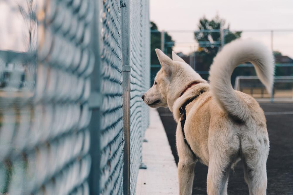 Why Do Dogs Wag Their Tails?