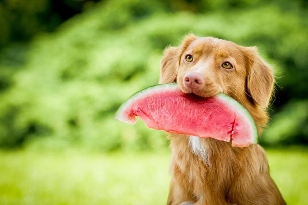 Watermelon - Fruits Dogs Can Eat