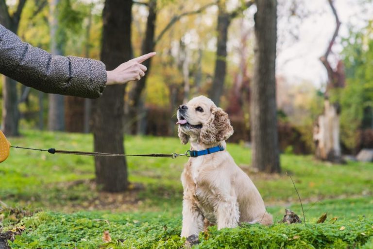 training your dog to sit