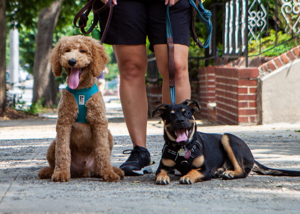 Dog Walker Astoria