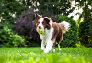 How to exercise your dog