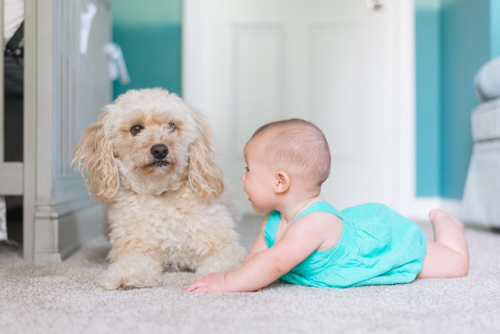 How to introduce dog to new baby