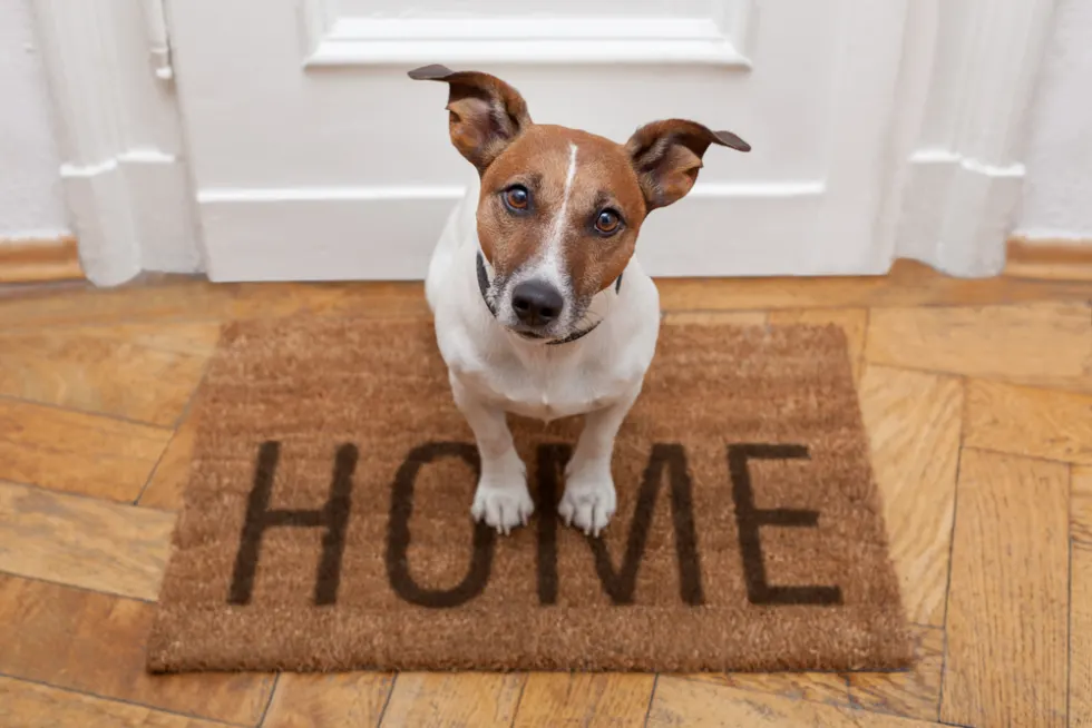 Why do My Dogs Follow me Into the Bathroom?