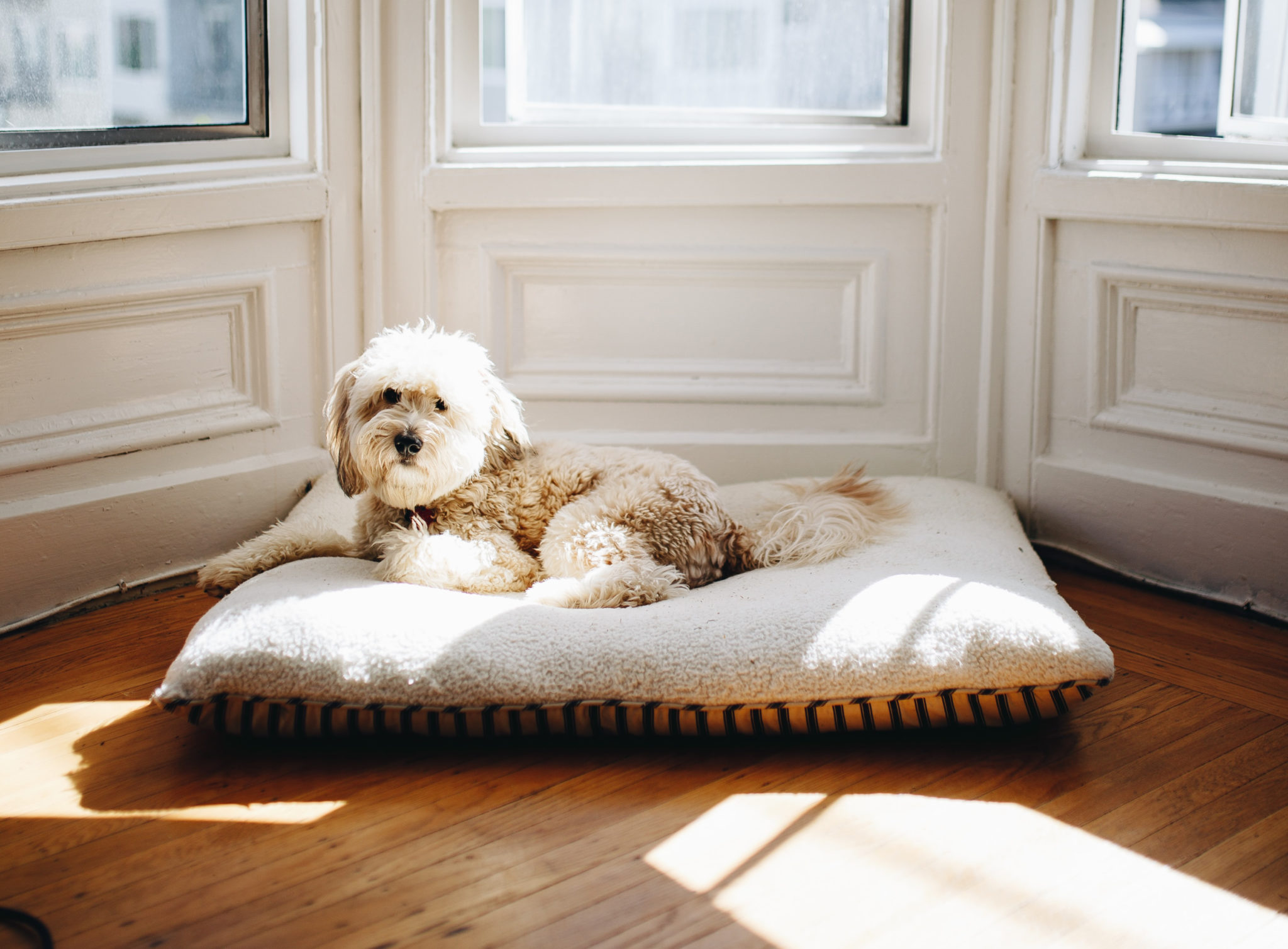 Why do Dogs Lie in the Sun?