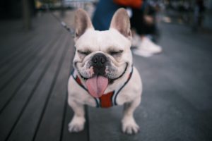 Dog Breeds in New York