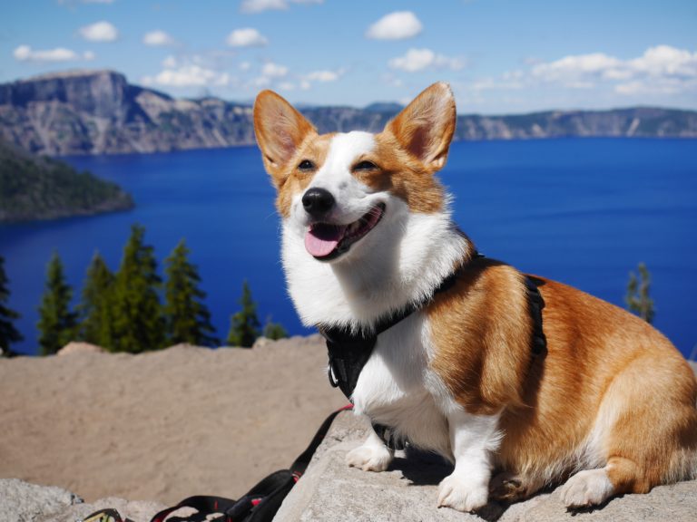 Dog Friendly Lakes in New York