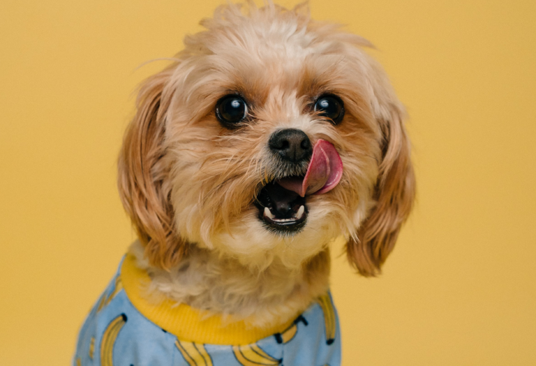 Can dogs eat Nutella?