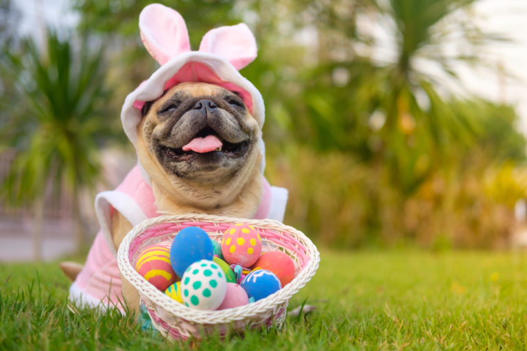 Can Dogs Eat Easter Eggs?
