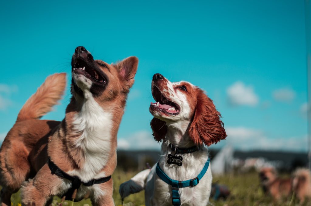 How long can dogs live