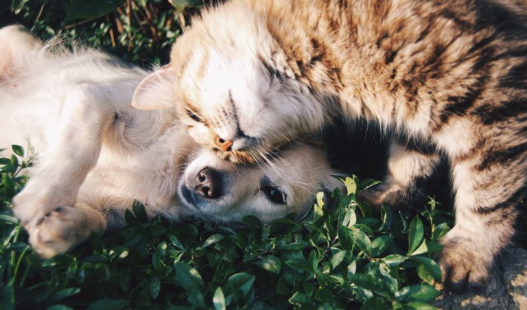 How to Introduce a Hyper Dog to a Kitten